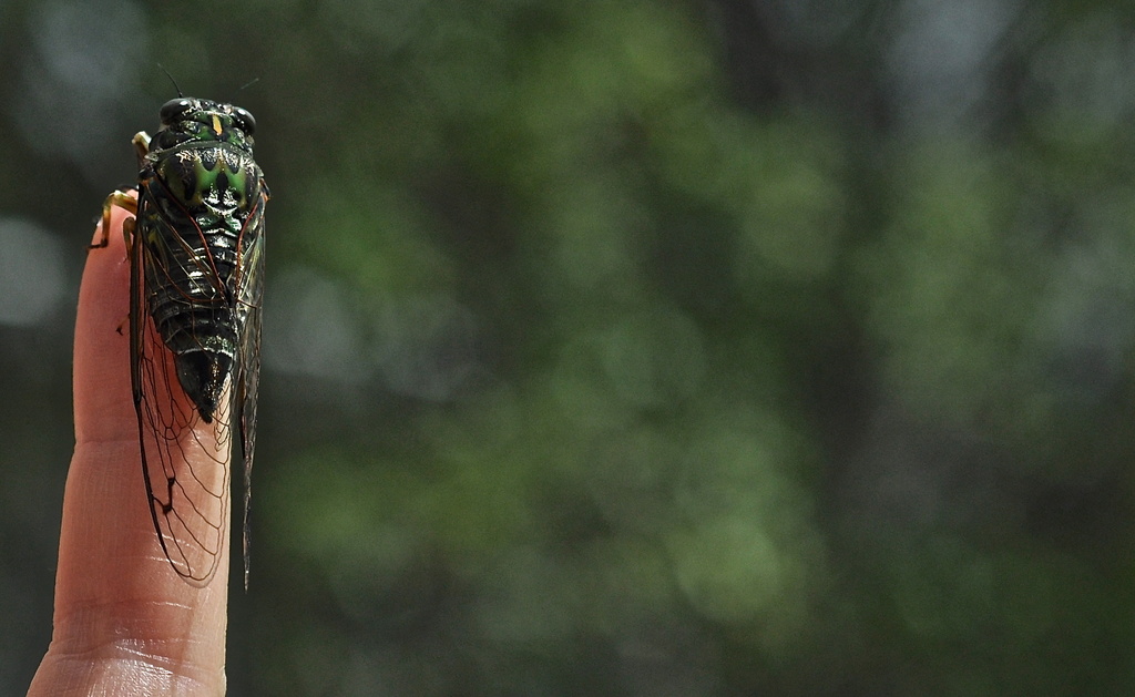 Cicada by brigette