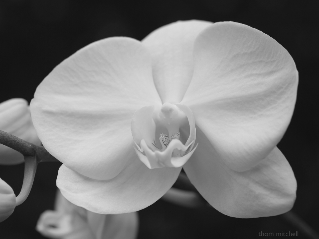 Phalaenopsis III by rhoing