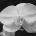 Phalaenopsis III by rhoing