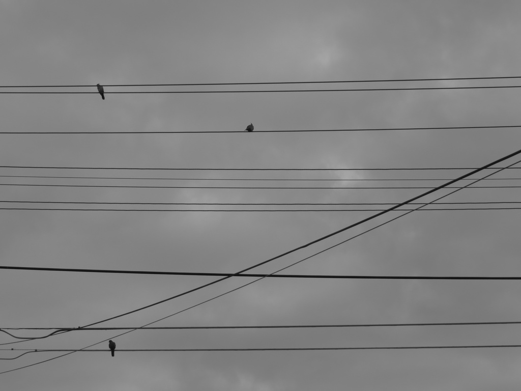 Birds on wires by alia_801