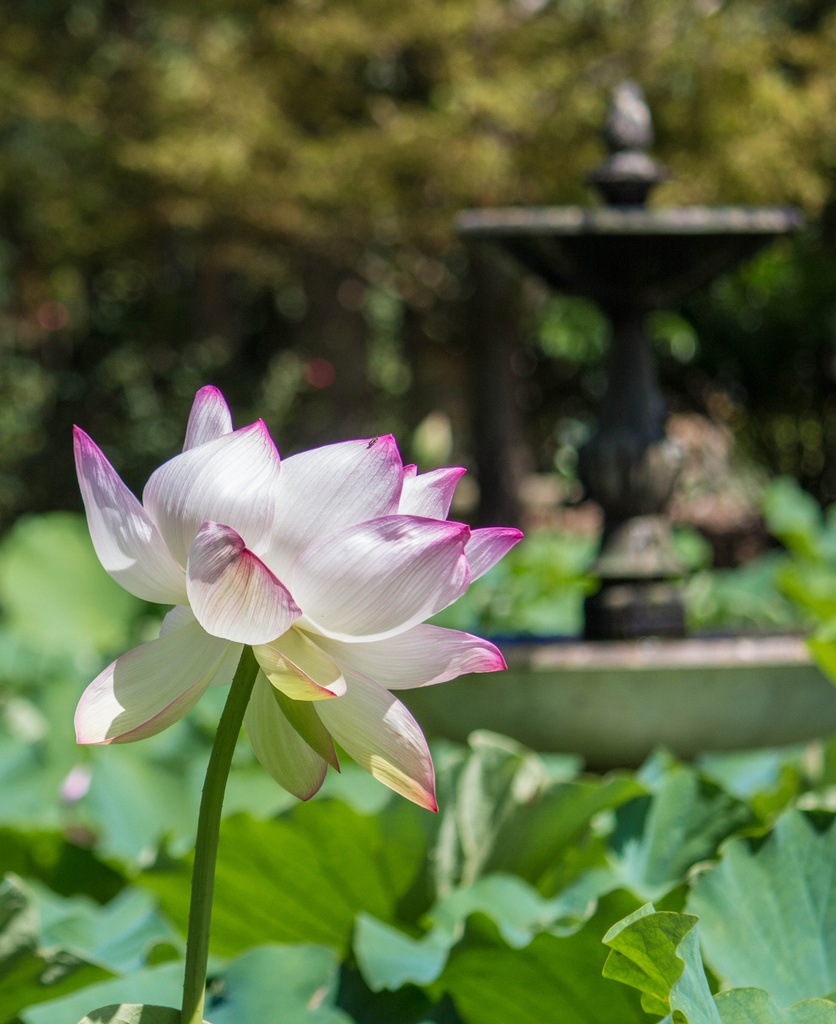 Water lily by goosemanning