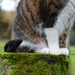 Cat Moss   ;-D by parisouailleurs