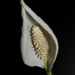 White flower by gosia