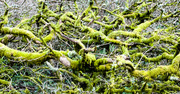 22nd Feb 2014 - tangled up in moss