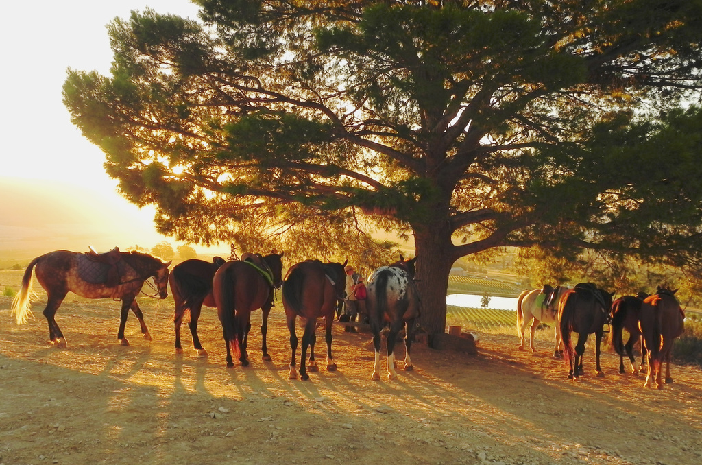 The Waiting Horses by salza