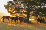 22nd Feb 2014 - The Waiting Horses
