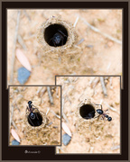 23rd Feb 2014 - The Ant Explorer by CJ Dennis