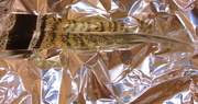23rd Feb 2014 - Feather on foil
