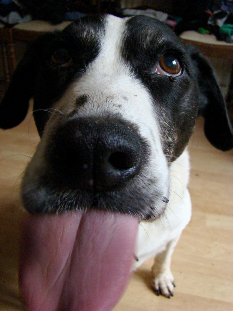 Feb 23: Give Us A Kiss by bulldog