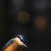 Nuthatch by seanoneill