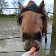23rd Feb 2014 - Fancy a carrot?