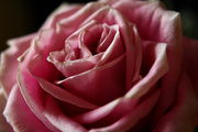 23rd Feb 2014 - Macro rose