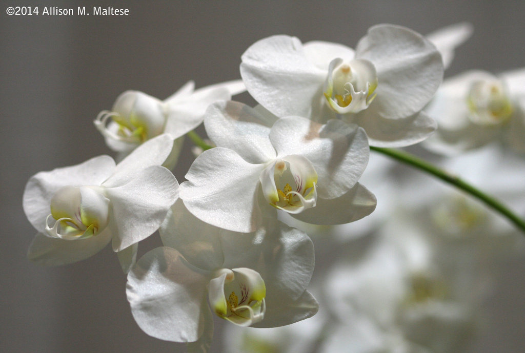 White Orchids by falcon11