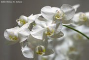 23rd Feb 2014 - White Orchids