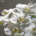 White Orchids by falcon11