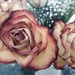 Valentines Day Roses by mvogel