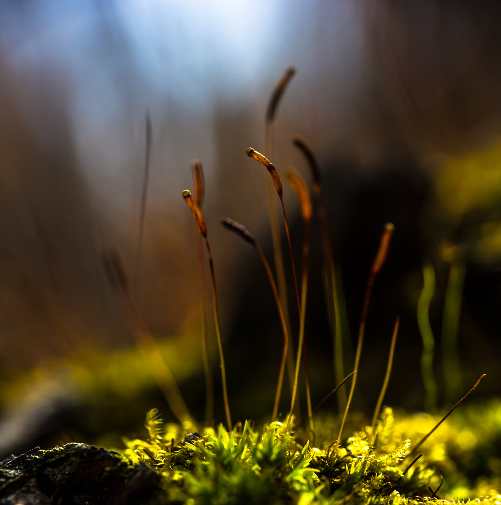 Mossy "Cat Tails" by darylo