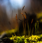 22nd Feb 2014 - Mossy "Cat Tails"