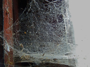 22nd Feb 2014 - Day 263 Spiderweb