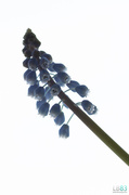 23rd Feb 2014 - Start of Year 2 - Grape Hyacinth