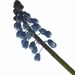 Start of Year 2 - Grape Hyacinth by leonbuys83