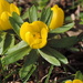 Spring flower by gladogfrisk