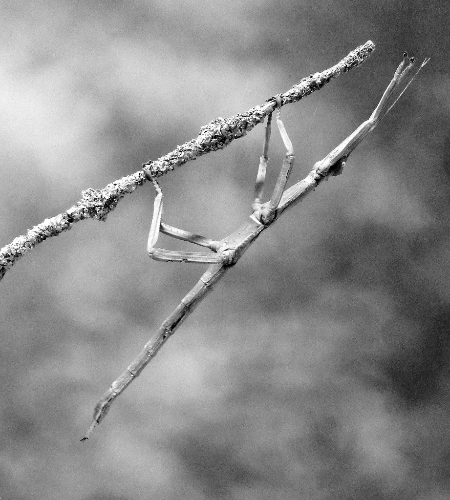 Marlies's stick insect by phil_howcroft