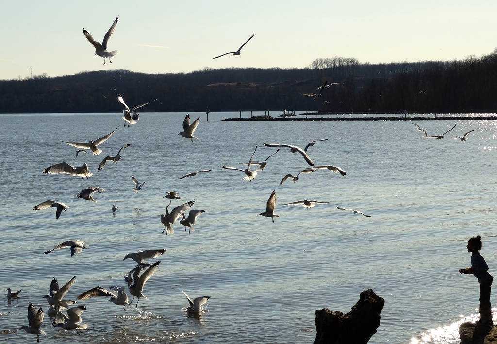 February Seagulls  by khawbecker