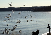 23rd Feb 2014 - February Seagulls 