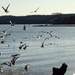 February Seagulls  by khawbecker