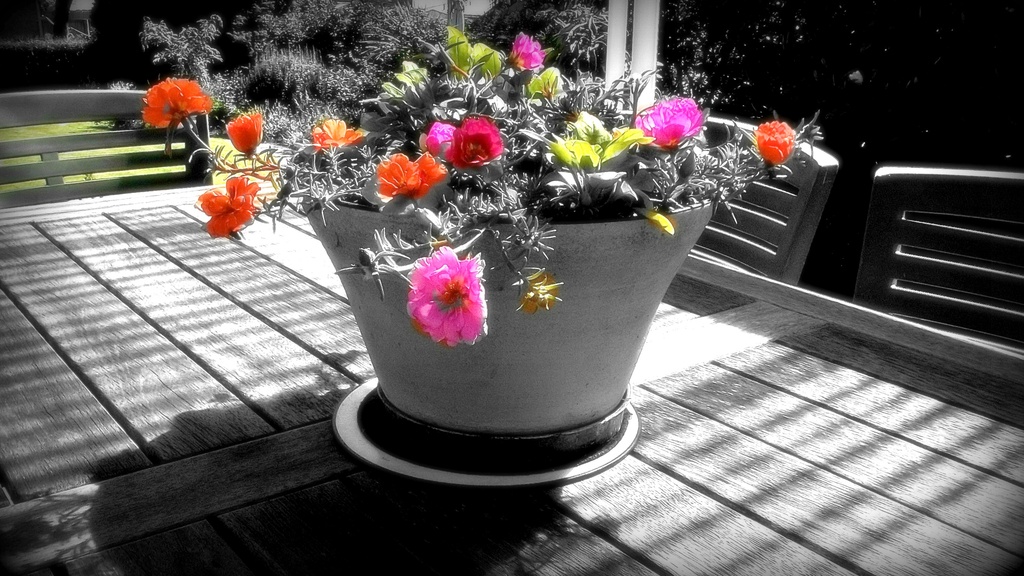 The Selective colour applied by maggiemae