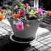 The Selective colour applied by maggiemae