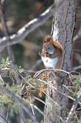 23rd Feb 2014 - Little red squirrel!
