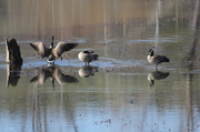 23rd Feb 2014 - At the local beaver pond