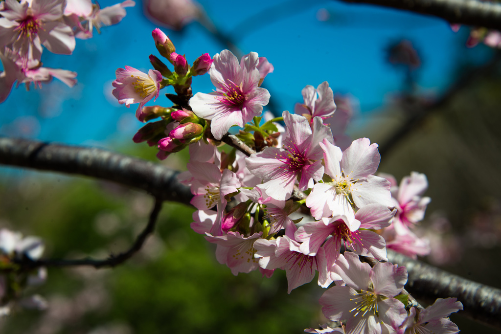 Early Cherry  Blossoms by stray_shooter