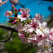 Early Cherry  Blossoms by stray_shooter