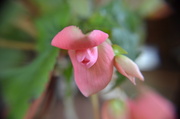 24th Feb 2014 - Begonia bud