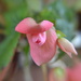 Begonia bud by dianeburns