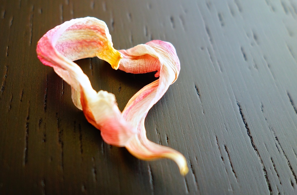 dried heart by cocobella