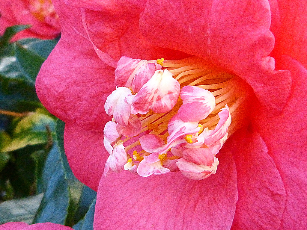 pink camellia by quietpurplehaze