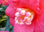 24th Feb 2014 - pink camellia