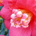 pink camellia by quietpurplehaze