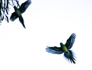24th Feb 2014 - Parrots in flight
