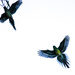 Parrots in flight by flyrobin