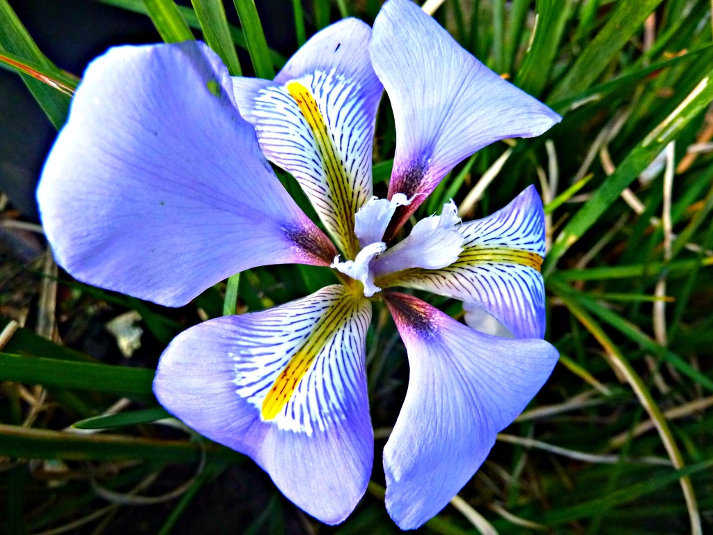 P1030862 Fun in february  word Iris. Winter Iris /Iris stylosa  by wendyfrost