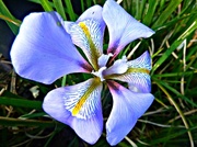 24th Feb 2014 - P1030862 Fun in february  word Iris. Winter Iris /Iris stylosa 