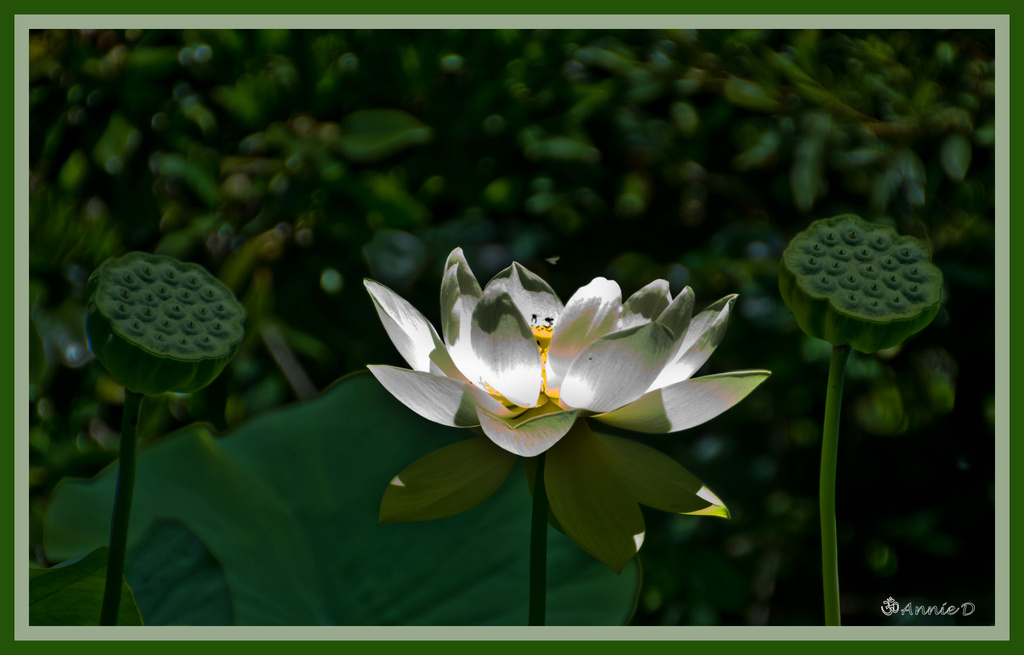 Lotus flower with pods by annied