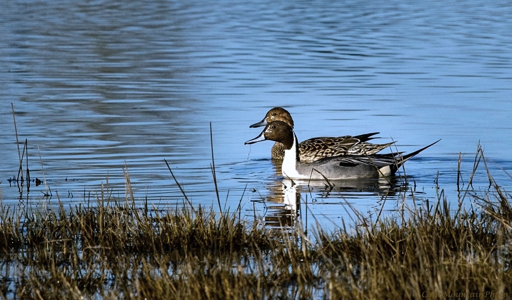 Pintail Duck Pair Out for a Date by jgpittenger
