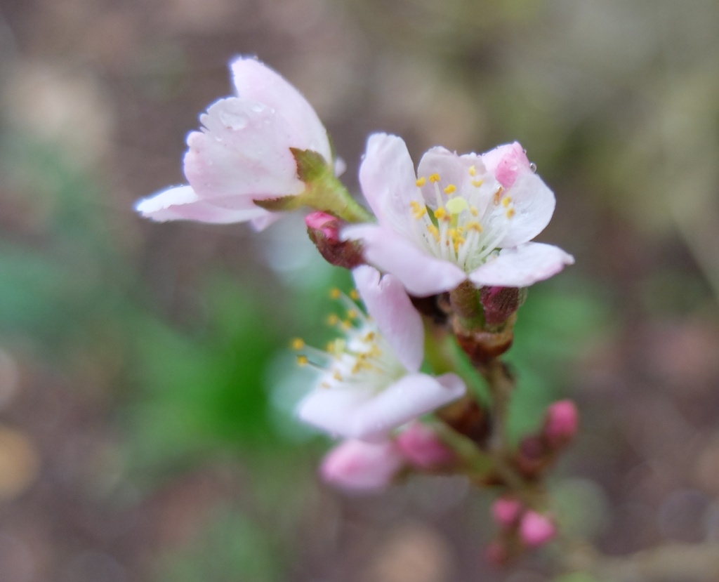 almond blossom by quietpurplehaze