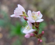 24th Feb 2014 - almond blossom